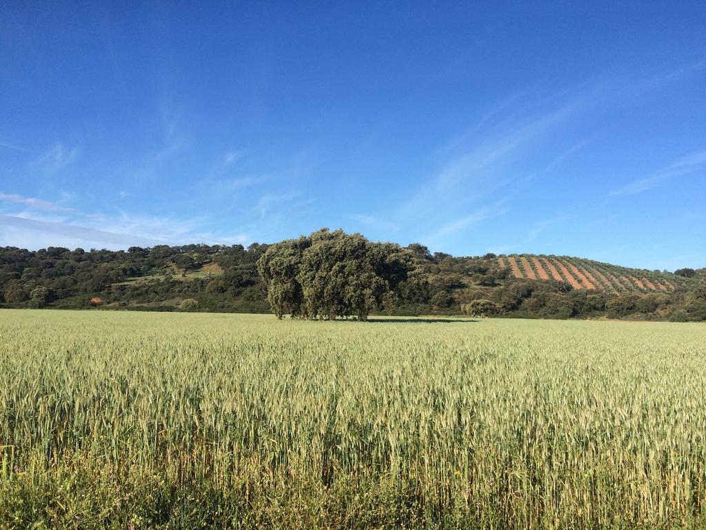 Valdezaque Cordobilla de Lácara