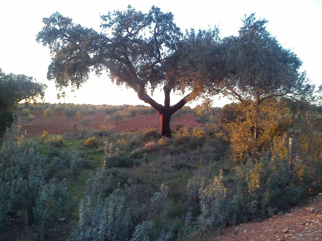 Valdezaque